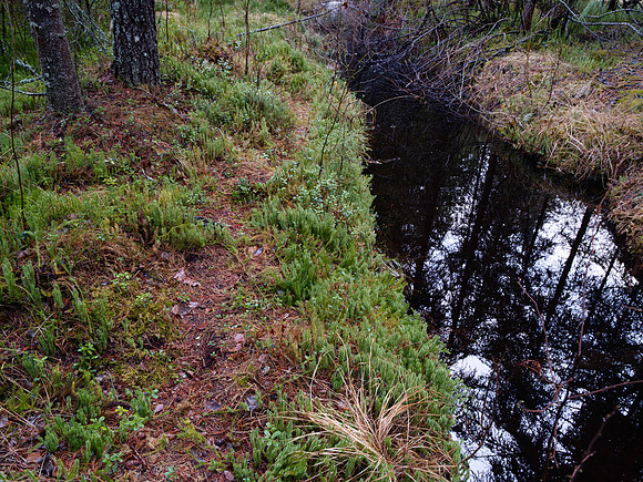 Må være bever som har laget sti her
